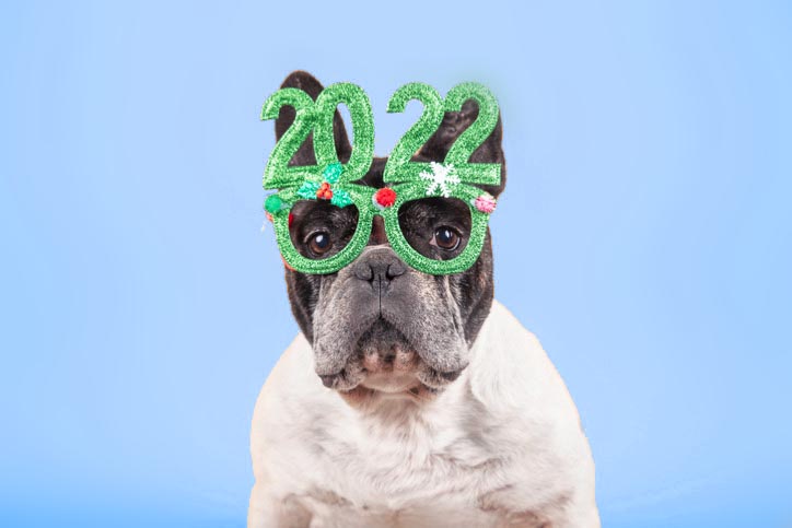 French bulldog with 2022 glasses