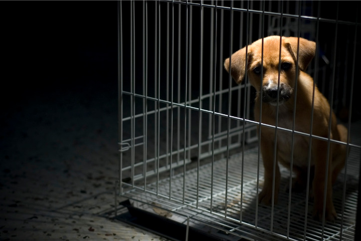 Stopping the Puppy Mill Pipeline